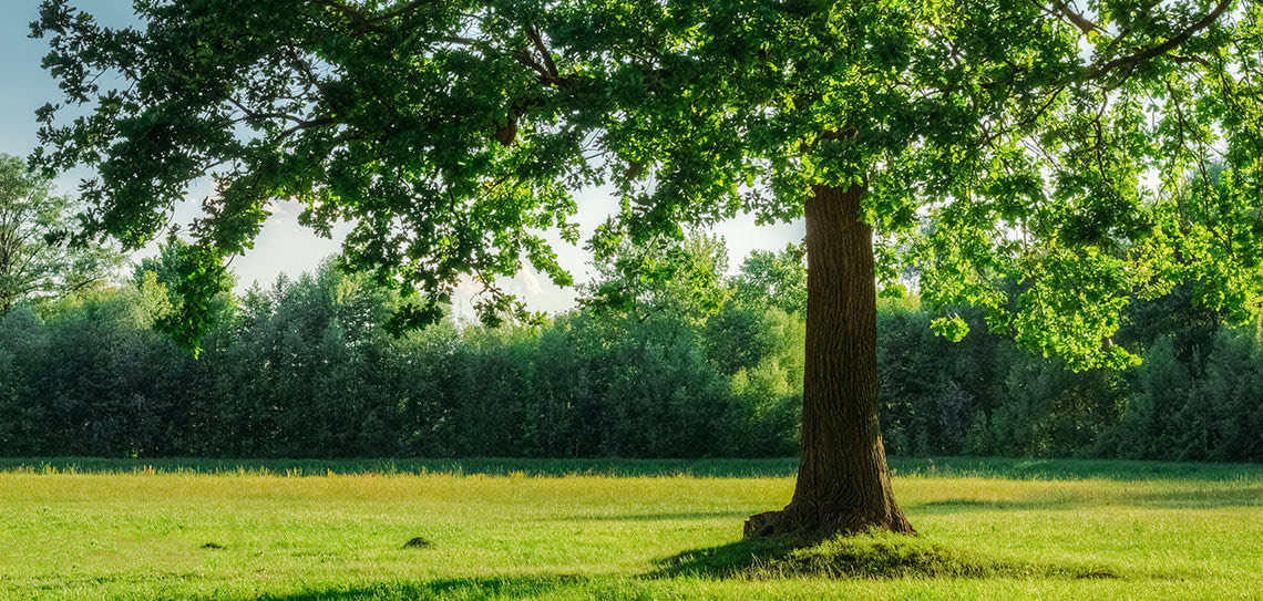 Uitzonderlijk veel groen in je eigen buurt